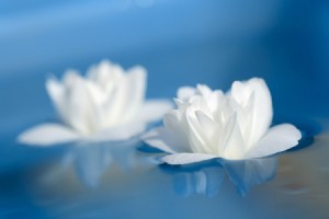 Beautiful White Jasmine Flowers Floating on Blue Water